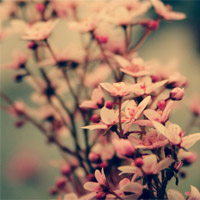 风中一头鱼用户头像