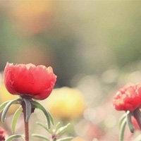 生活百科书用户头像