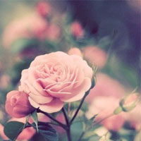 kangmeiyan用户头像