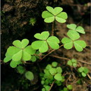 最牛代发帖子用户头像