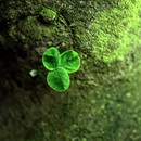 quange666用户头像