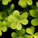 桃衣沾清酒用户头像