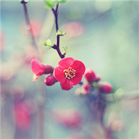 图灵搜用户头像