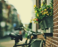 CSAbirereek用户头像